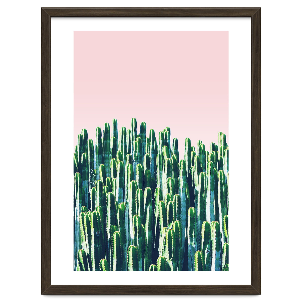 Cactus & Sunset II