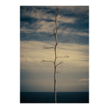 SEA AND TREE (Print Only) thumbnail