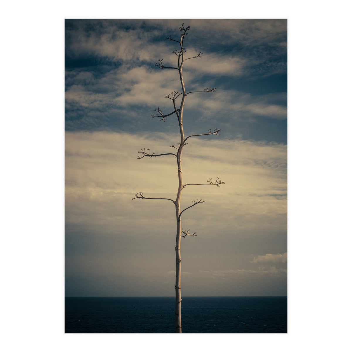 SEA AND TREE (Print Only)