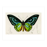 Green birdwing illustrated (Print Only) thumbnail