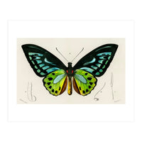 Green birdwing illustrated (Print Only)