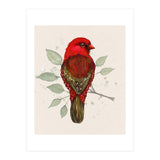 Red avadavat watercolor (Print Only) thumbnail