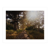 Golden Gate Park (Print Only) thumbnail