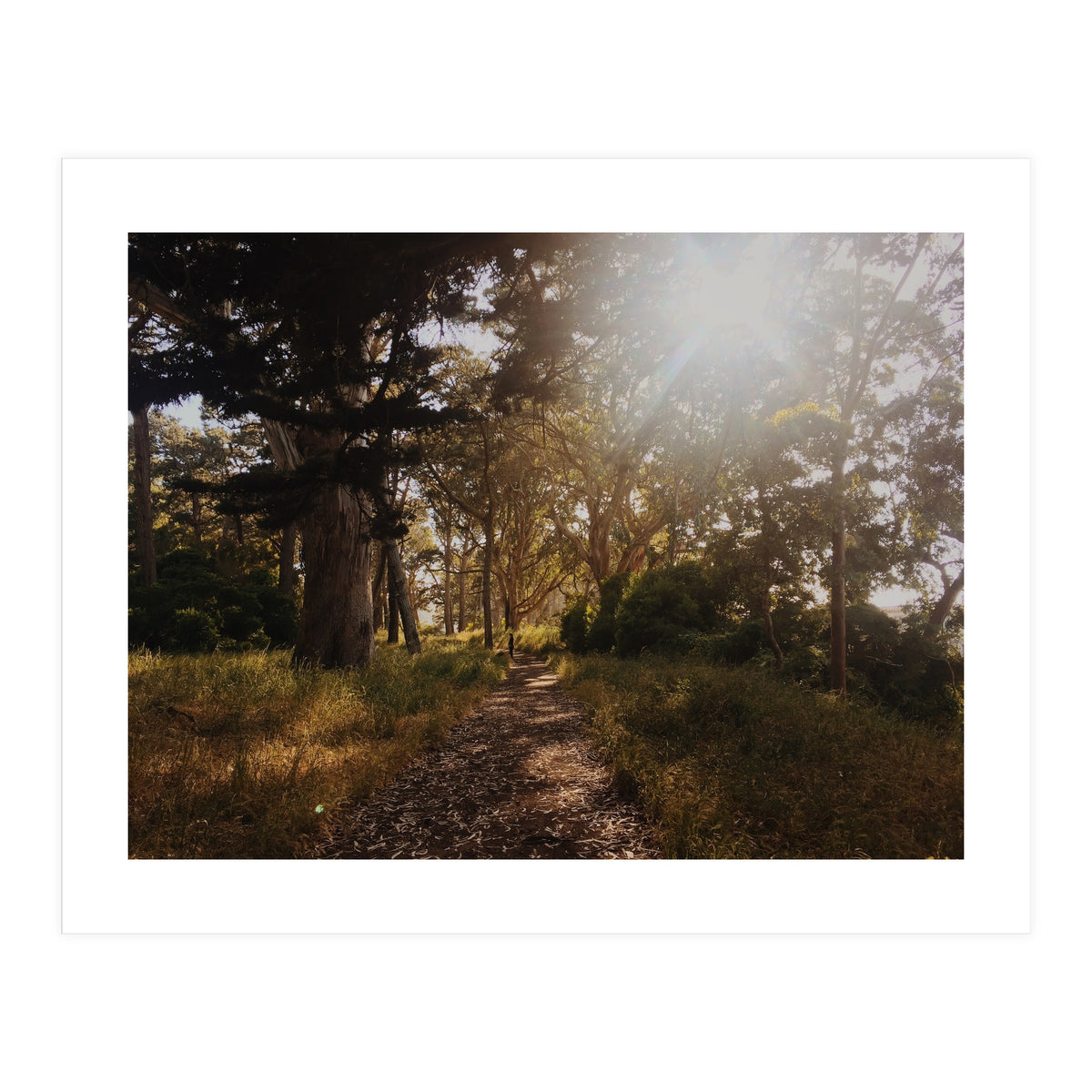 Golden Gate Park (Print Only)