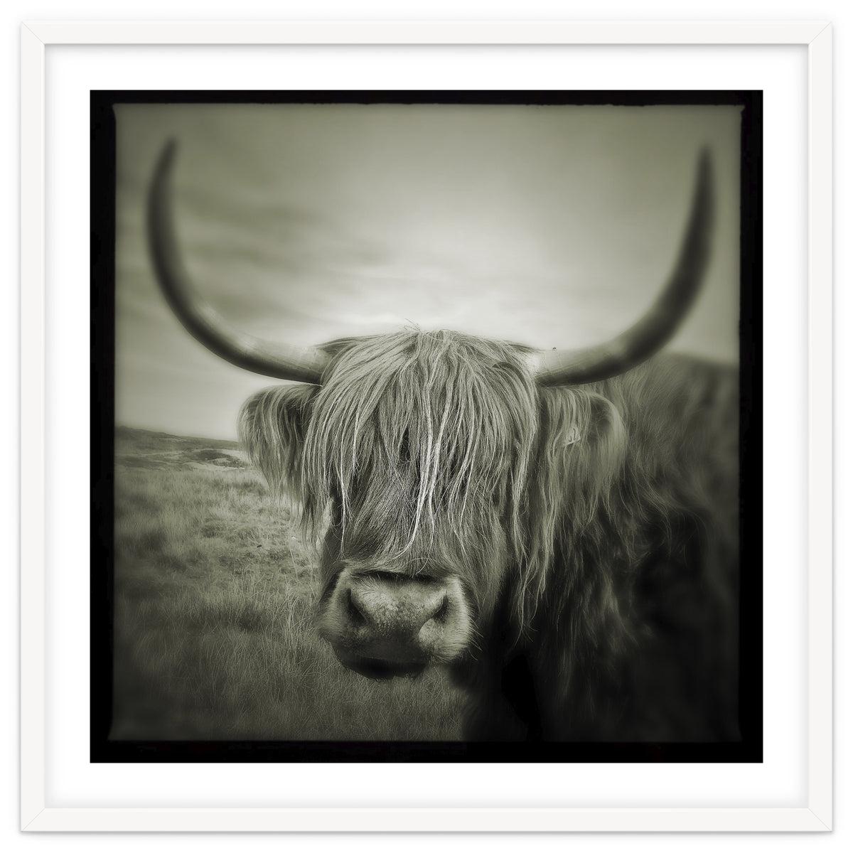 Elgol Cow