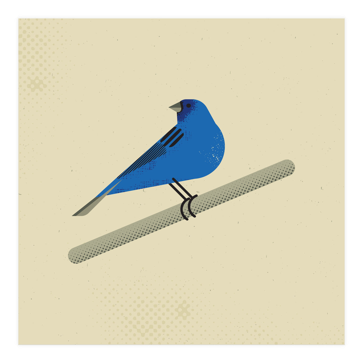 Indigo Bunting  (Print Only)