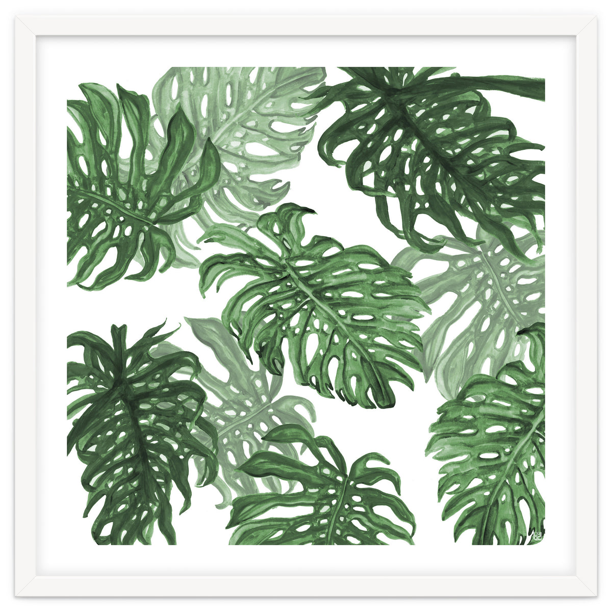 Monstera Deliciosa