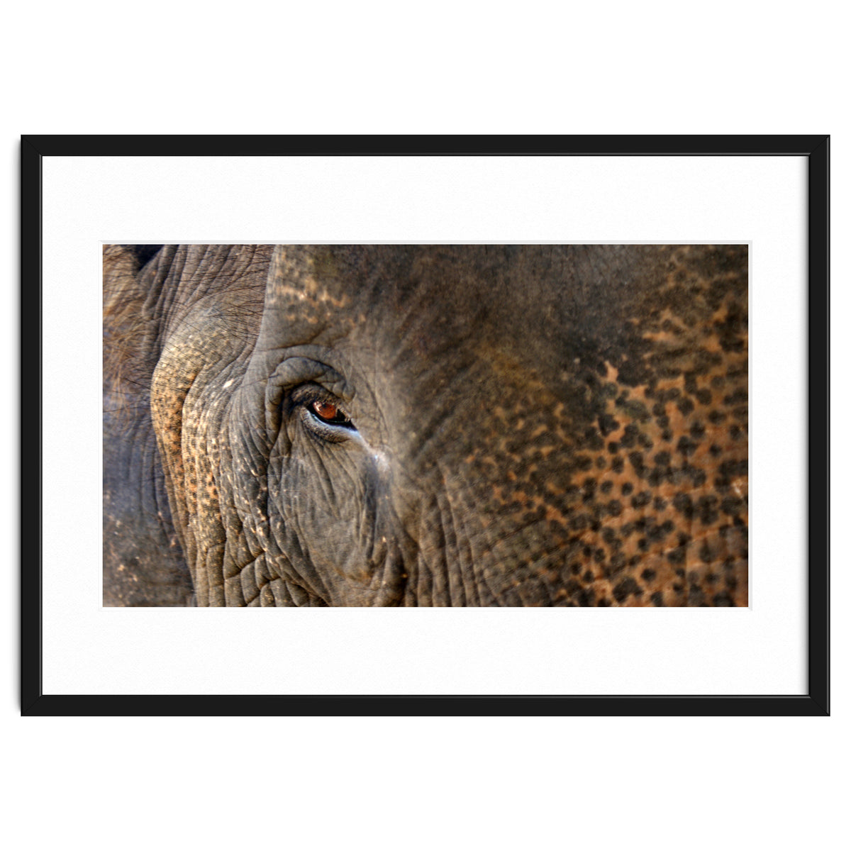 Face To Face - Elephant eye