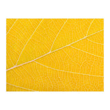 Autumn Leaf (Print Only) thumbnail