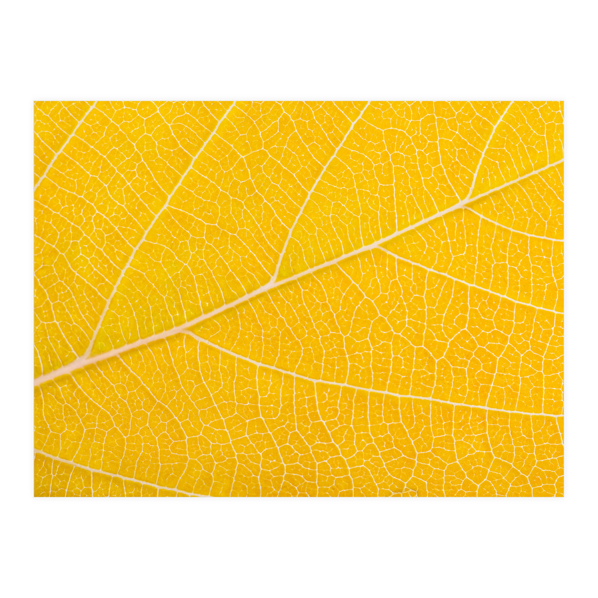 Autumn Leaf (Print Only)