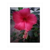 Beautiful Hibiscus Flora (Print Only) thumbnail