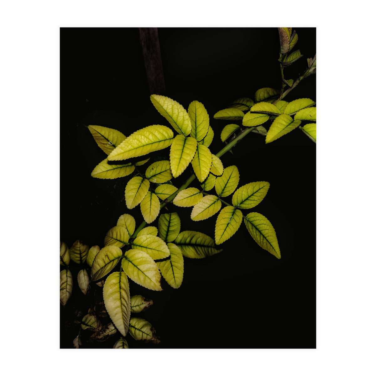 Dew Drops Leaves (Print Only)