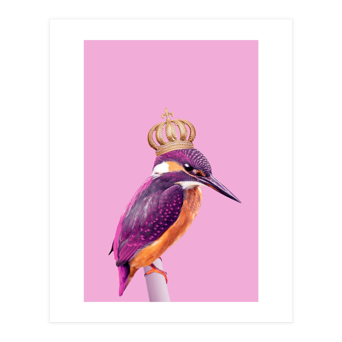 Queenfisher (Print Only)