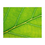 Autumn Leaf (Print Only) thumbnail