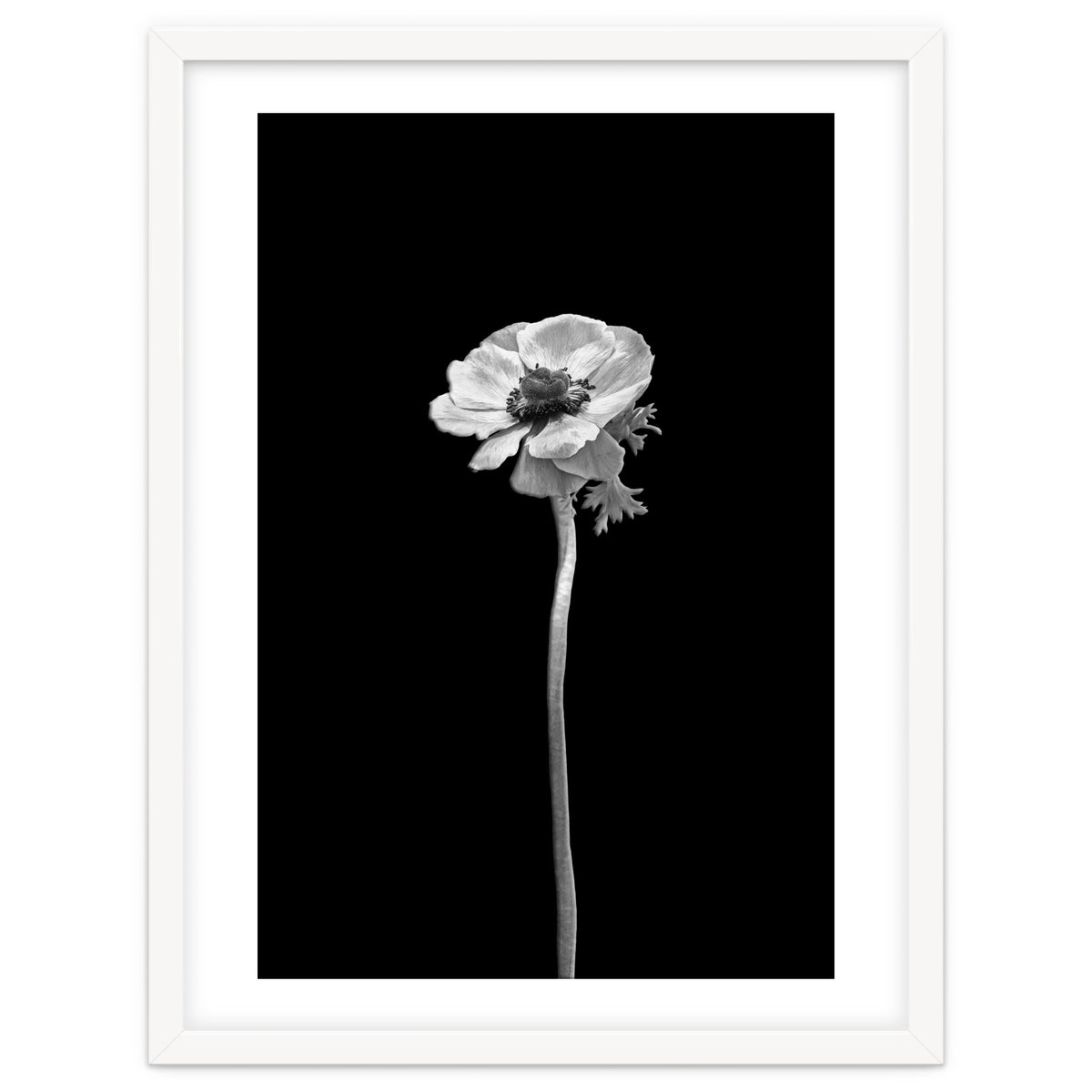 Anemone coronaria | dark design
