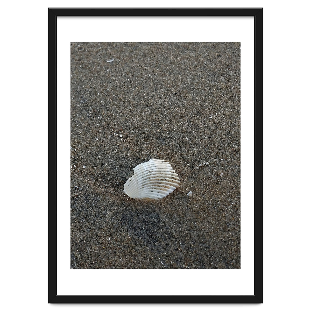 Shell in Sea Shore