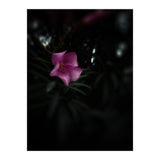 Pinky Flora (Print Only) thumbnail