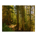 Cascade Trail (Print Only) thumbnail