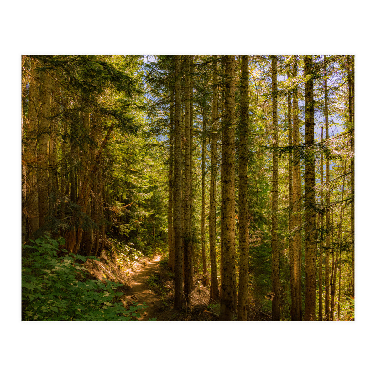 Cascade Trail (Print Only)