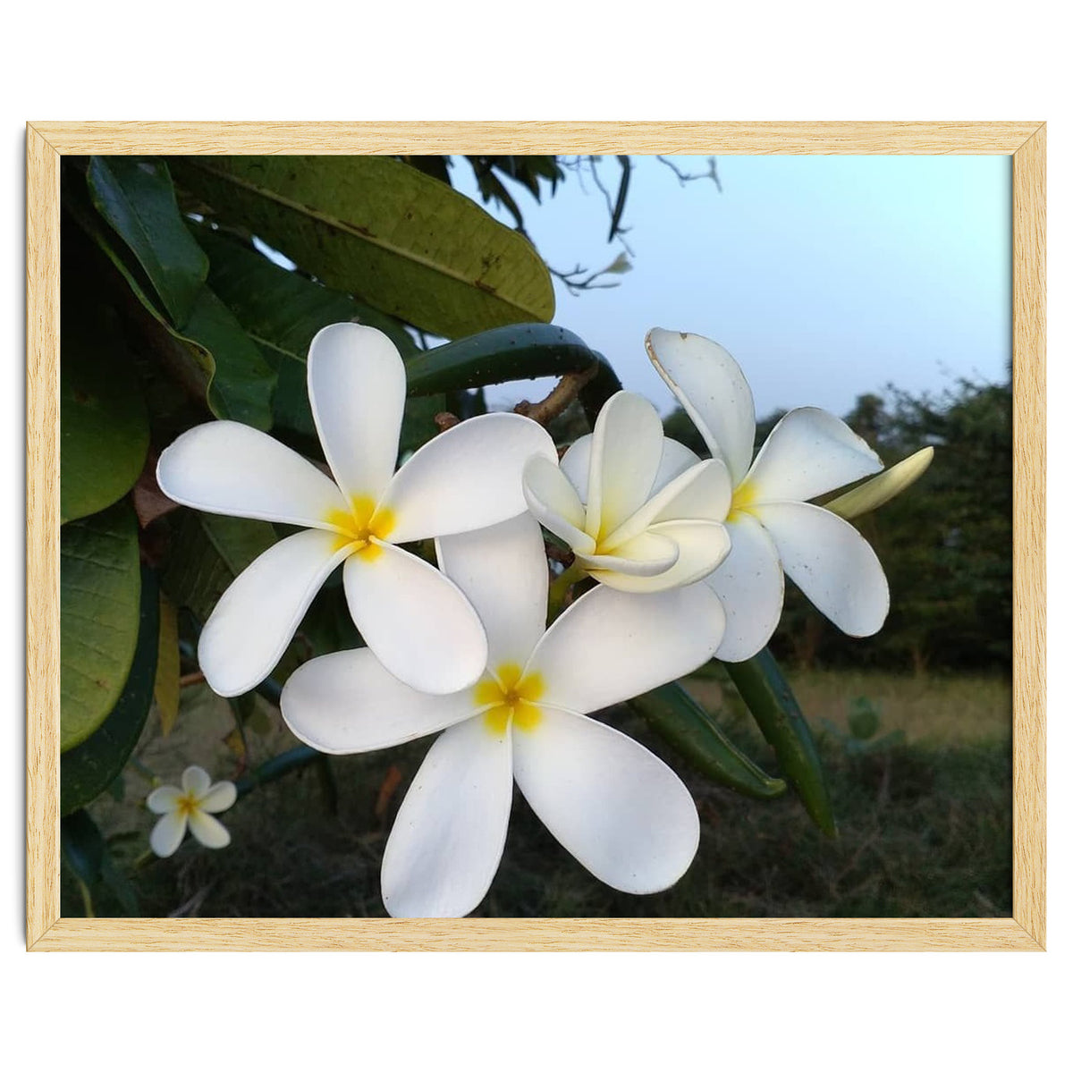 Frangipani