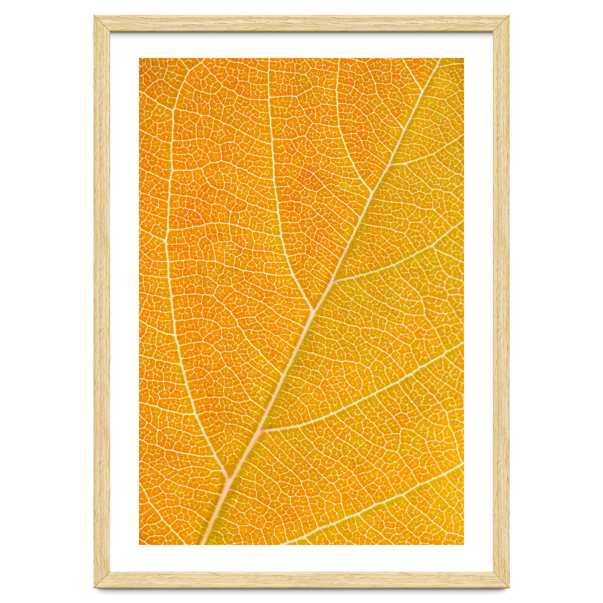 Autumn Leaf