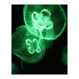 Jellyfish (Print Only) thumbnail