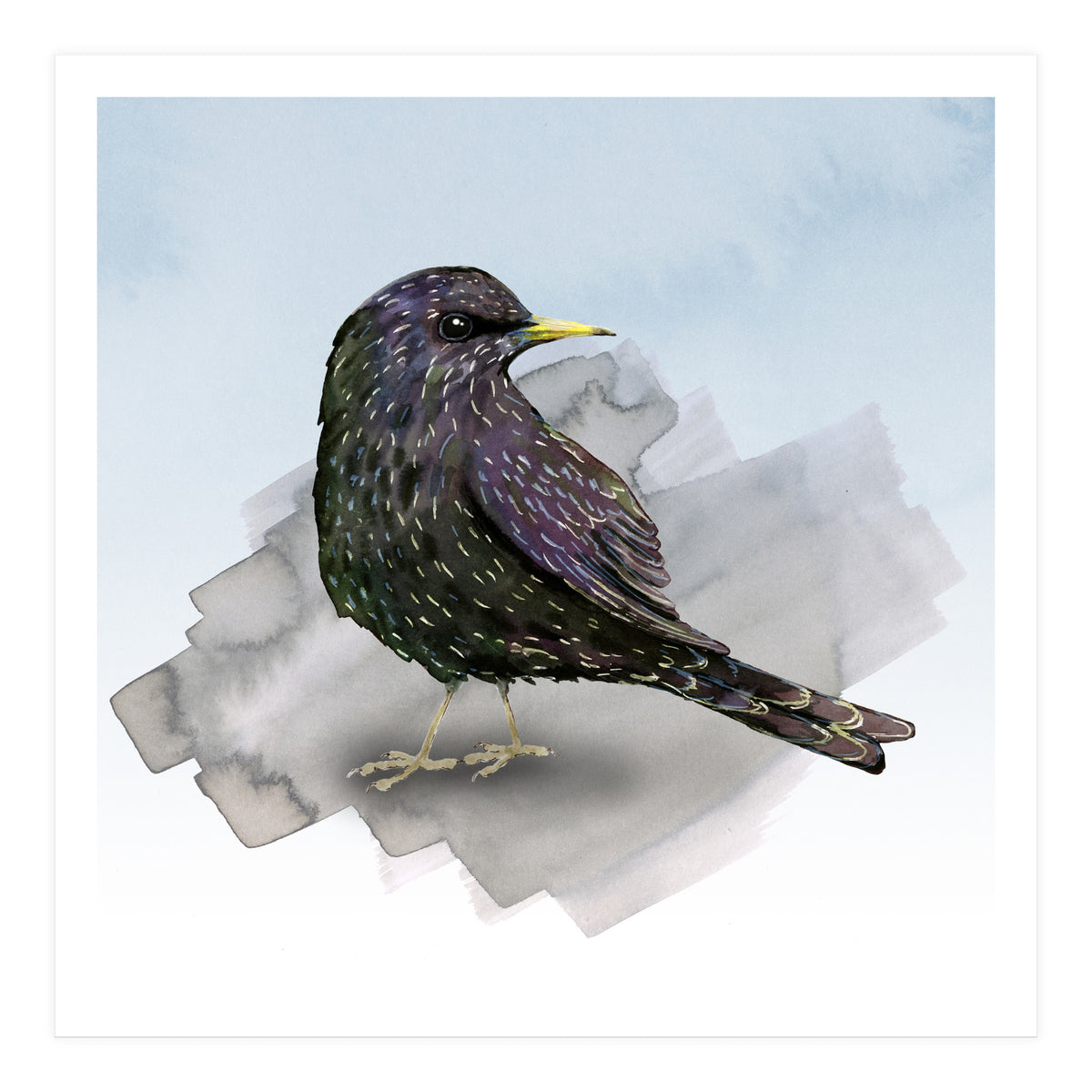 A watercolor drawing of a starling (Print Only)