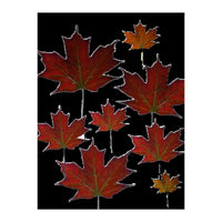 Red Autumn Leaves on Black Ground. (Print Only)