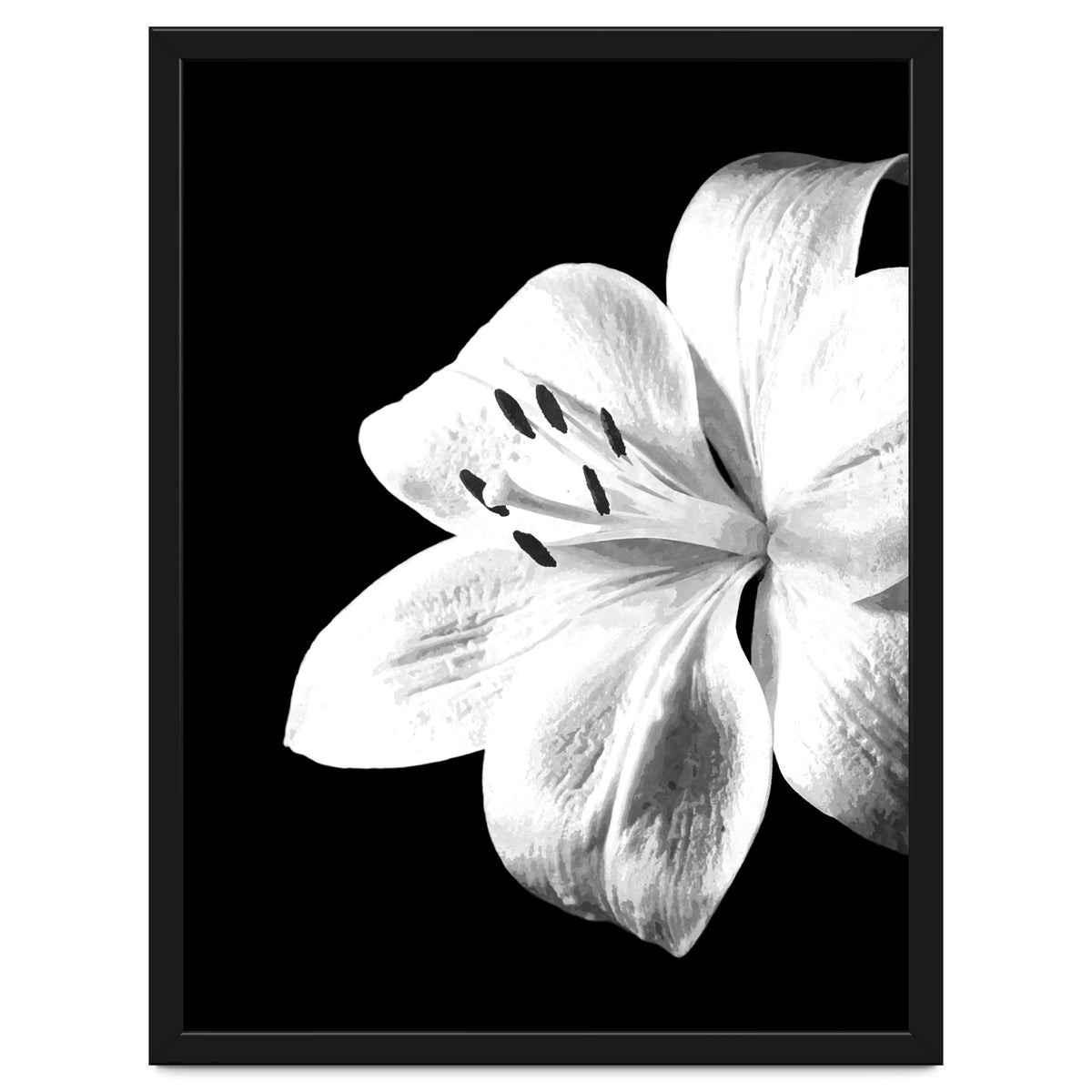 White Lily Black Background