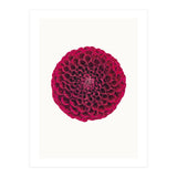 Cc Flower 03 (Print Only) thumbnail