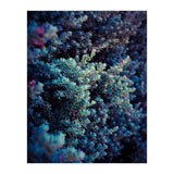 Spring (Print Only) thumbnail