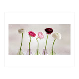 Ranunkulus (Print Only) thumbnail