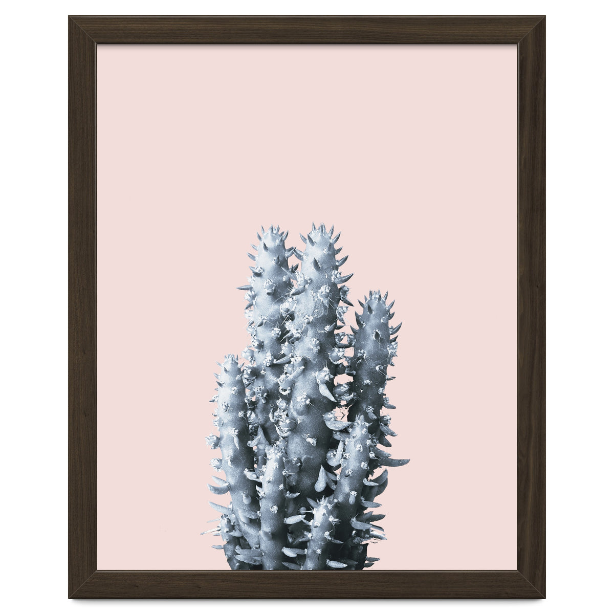 Cactus collection BL-III