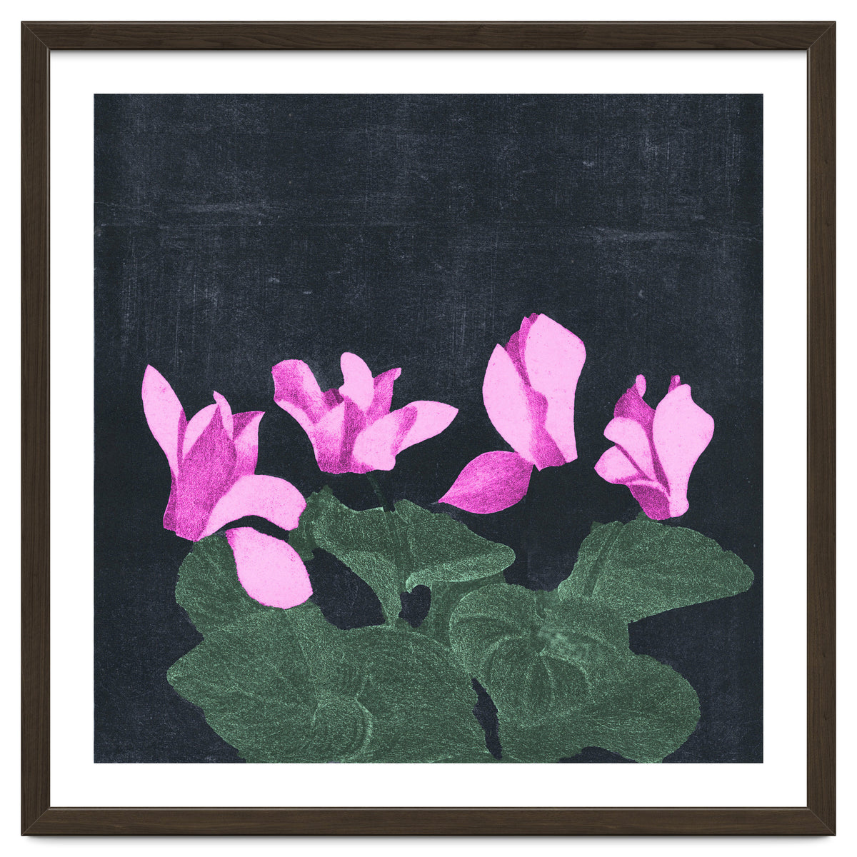 Cyclamen