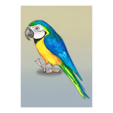 Blue and yellow macaw (Print Only) thumbnail