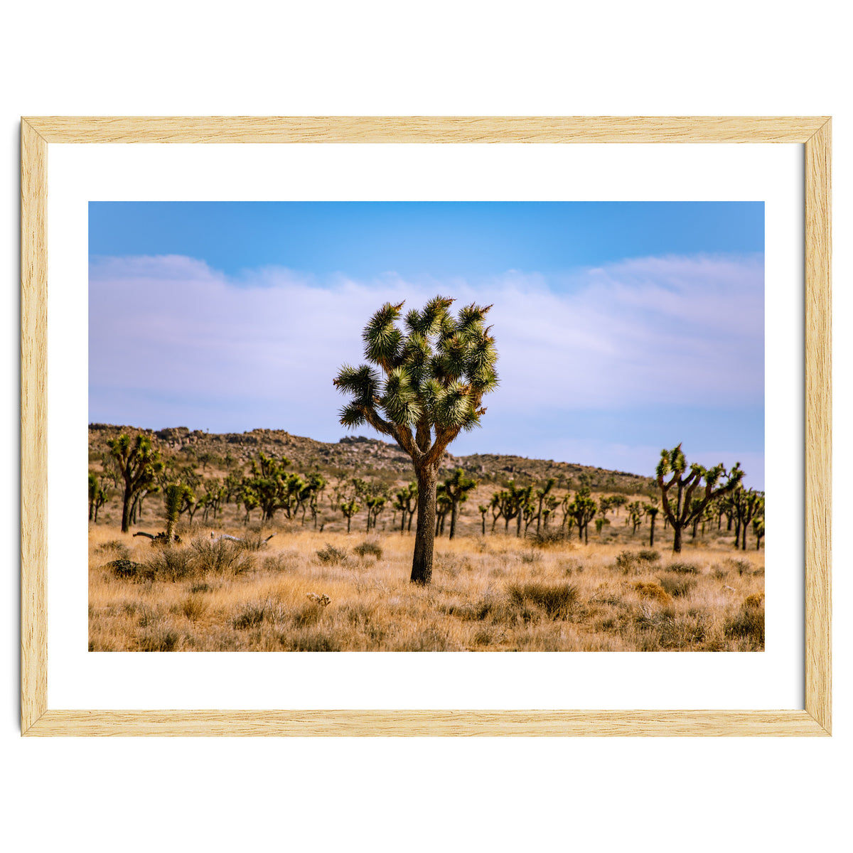 Joshua Tree