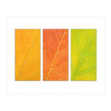 Autumn Leaves (Print Only) thumbnail