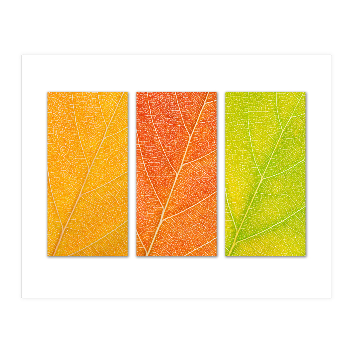 Autumn Leaves (Print Only)