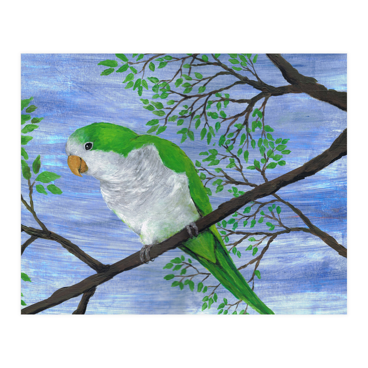 Quaker parrot (Print Only)