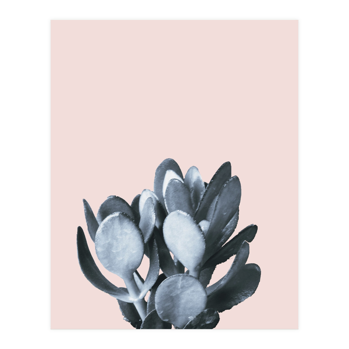 Cactus collection BL-II (Print Only)