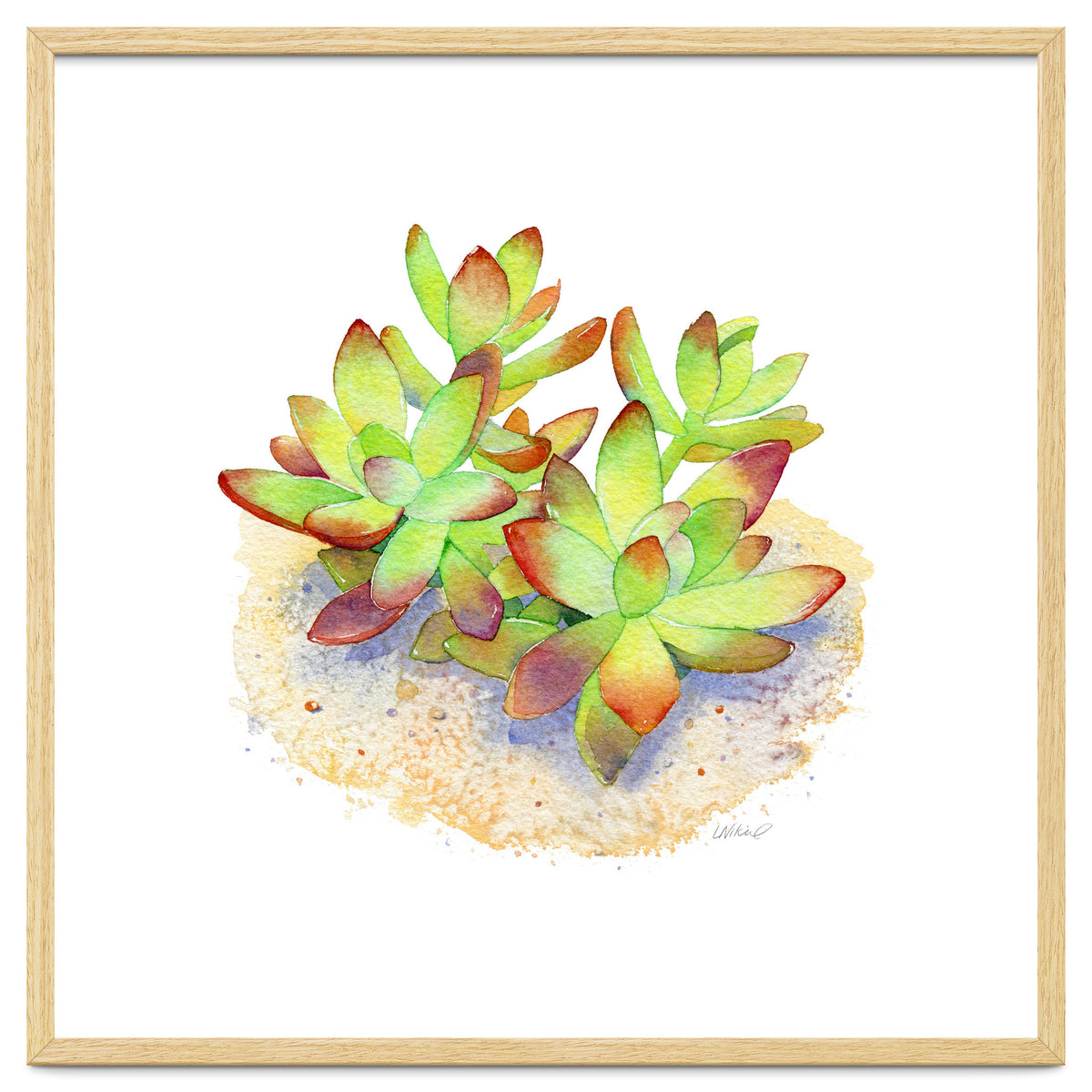 California Sunset Succulent