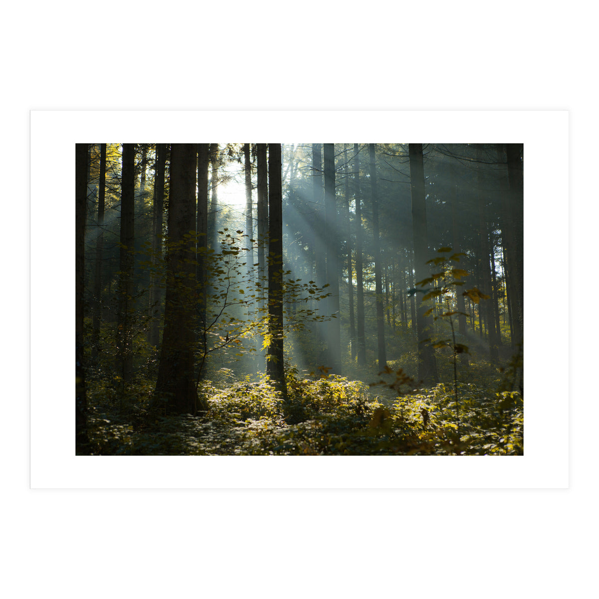 Reidholz (Print Only)