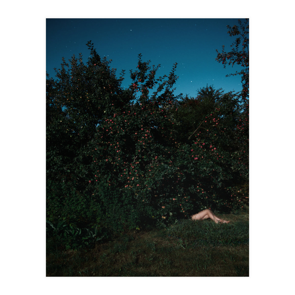 The Cider House Legs (Print Only)