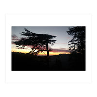 Sunset Tree (Print Only)