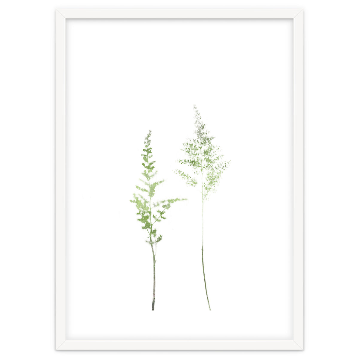 Olive Green Astilbe