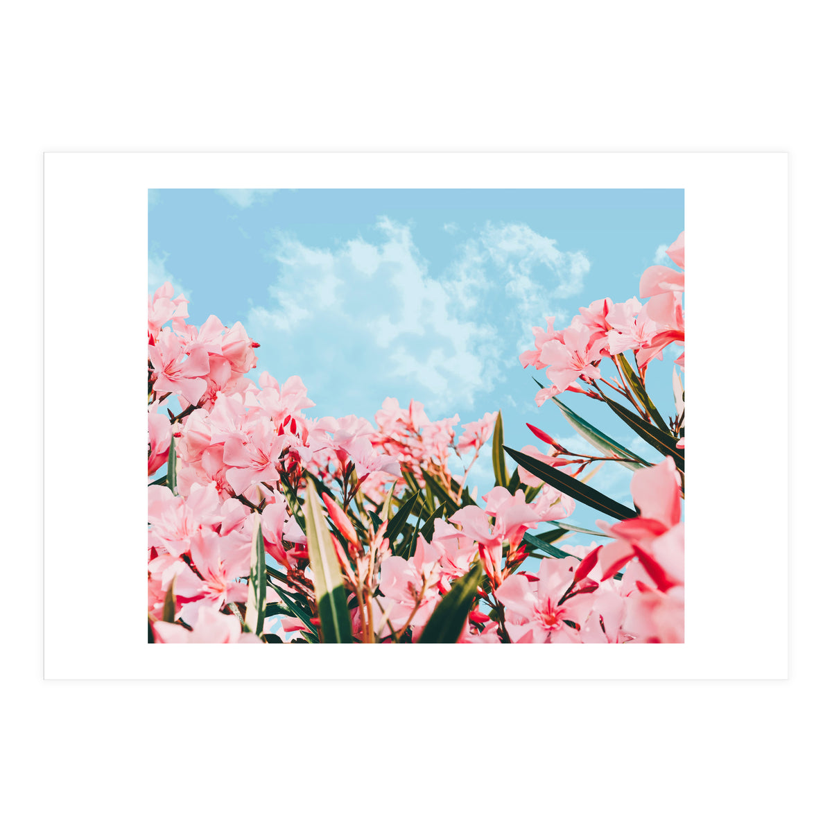 Blush Blossom II (Print Only)
