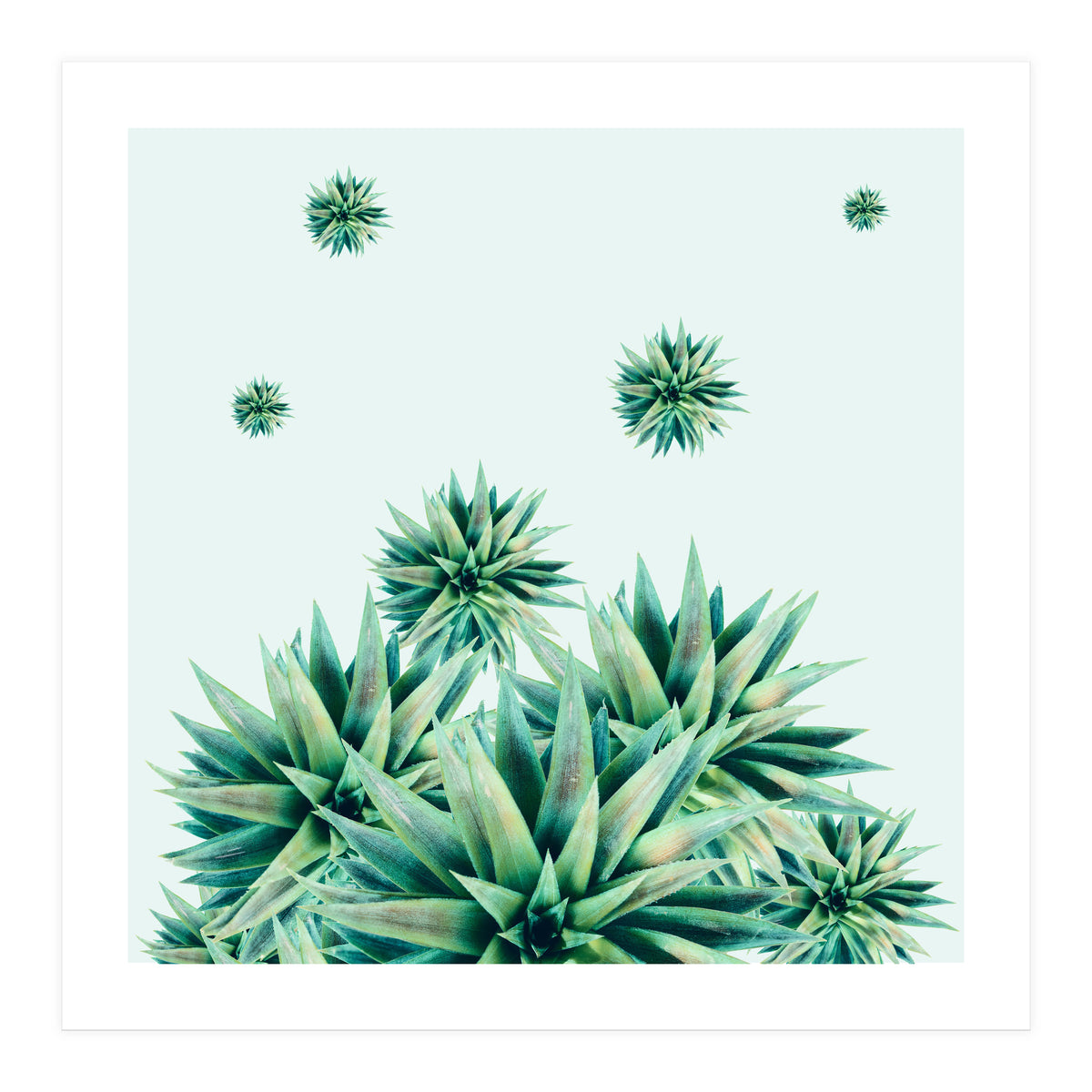 Tropical Stars (Print Only)