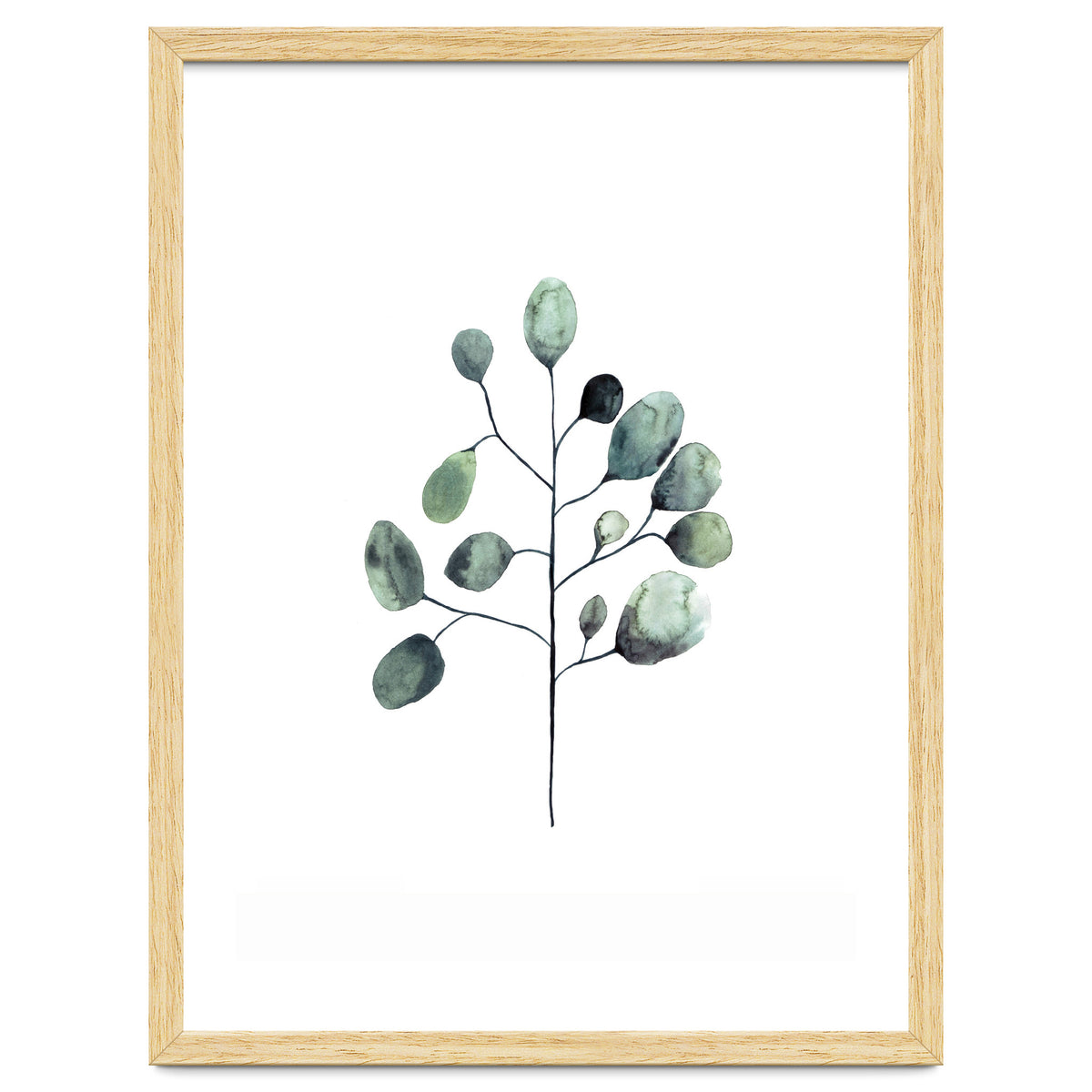 Botanical Illustration Eukalyptus