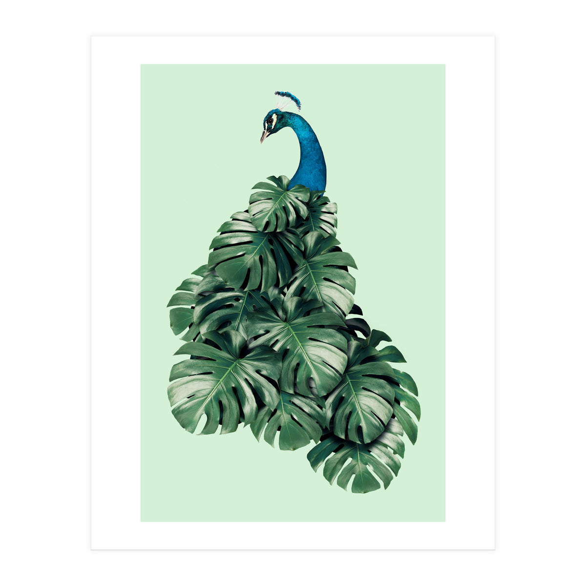 Monstera Bird (Print Only)