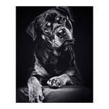 Black Dog (Print Only) thumbnail